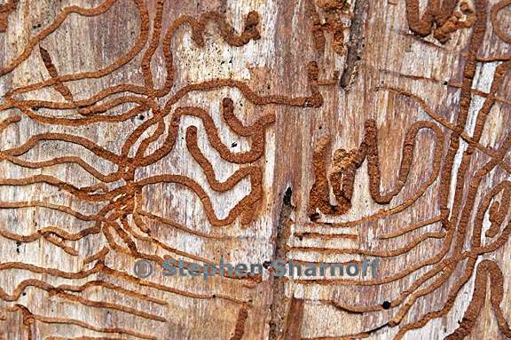 scolytus trails 3896 6 graphic